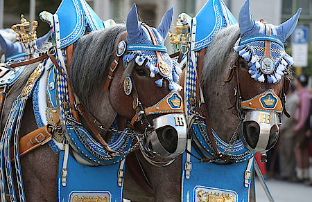 Oktoberfest horses